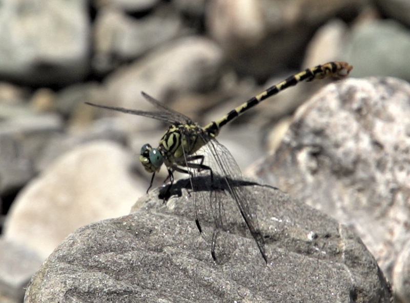 Sul fiume Sillaro: Crocothemis erythraea, Orthetrum brunneum   e Onychogomphus forcipatus